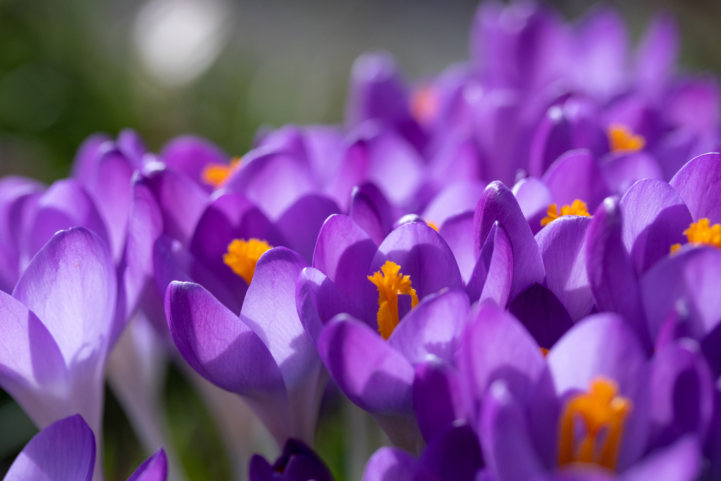 Frhling im Lande